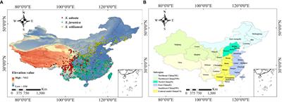 Assessing the suitability and dynamics of three medicinal Sambucus species in China under current and future climate scenarios